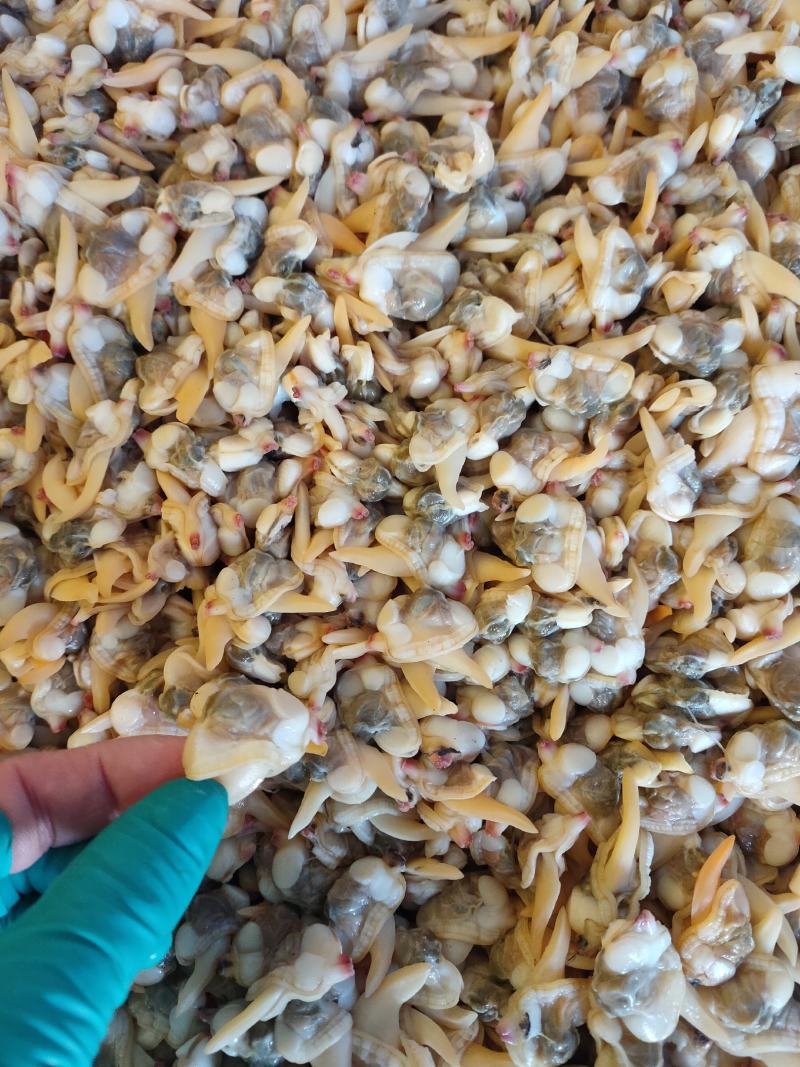 黄蚬肉东港黄蚬肉蛤蜊肉大量批发支持线上交易