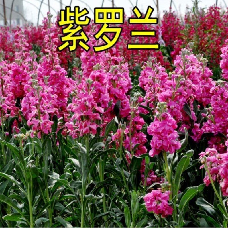 紫罗兰种子室内种植花种子四季种开花盆栽绿植观花紫色易播种