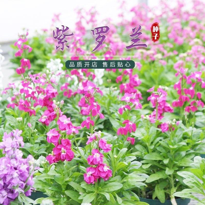 紫罗兰种子室内种植花种子四季种开花盆栽绿植观花紫色易播种