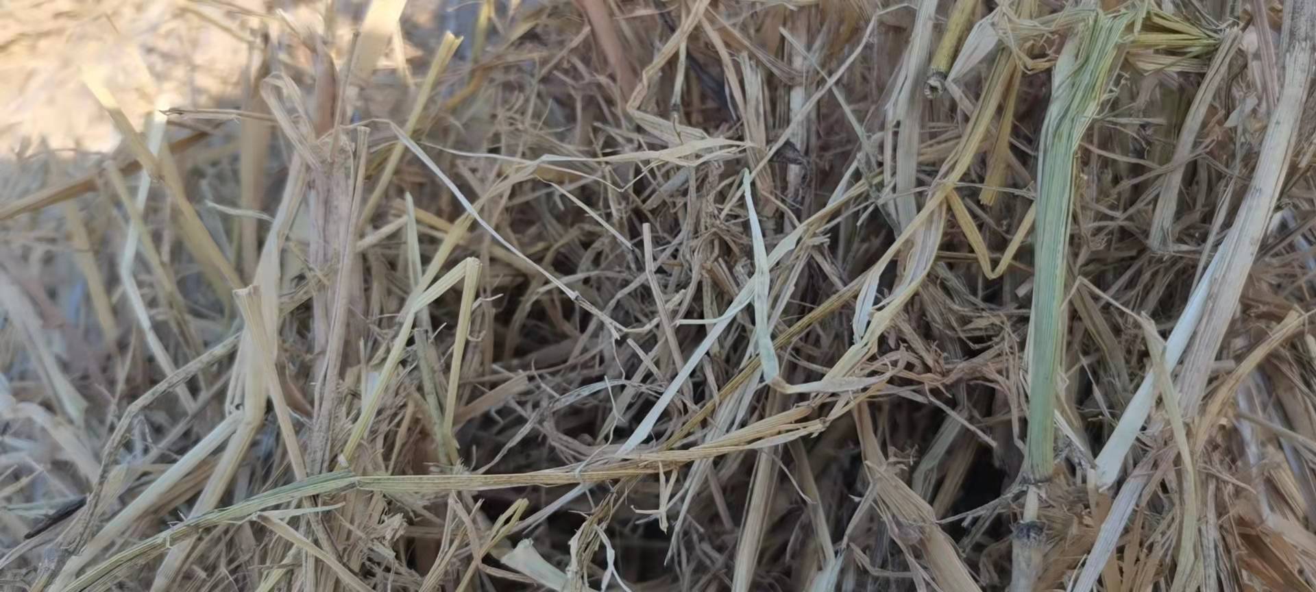 水稻田常见杂草