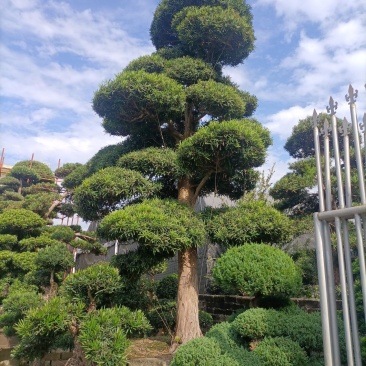 罗汉松