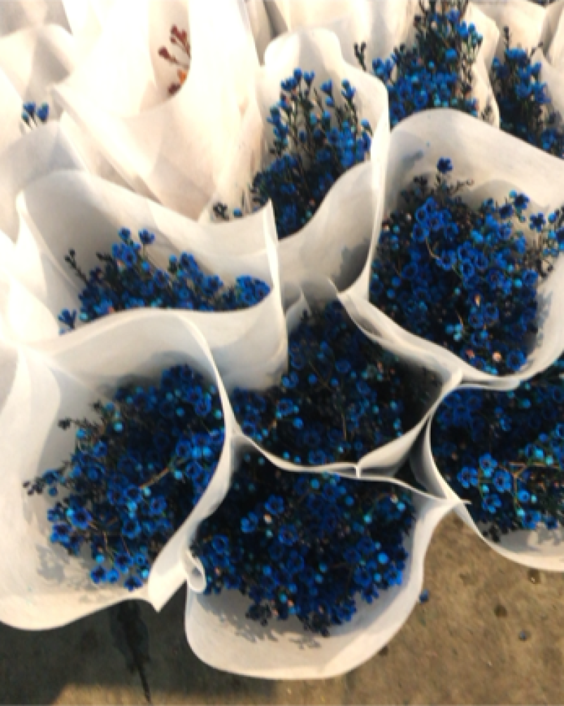 平头澳洲腊梅鲜切花原色吸色腊梅颜色齐全昆明基地直发