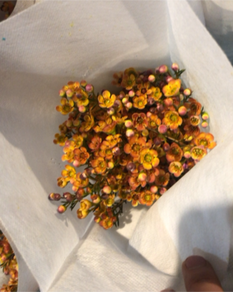 平头澳洲腊梅鲜切花原色吸色腊梅颜色齐全昆明基地直发