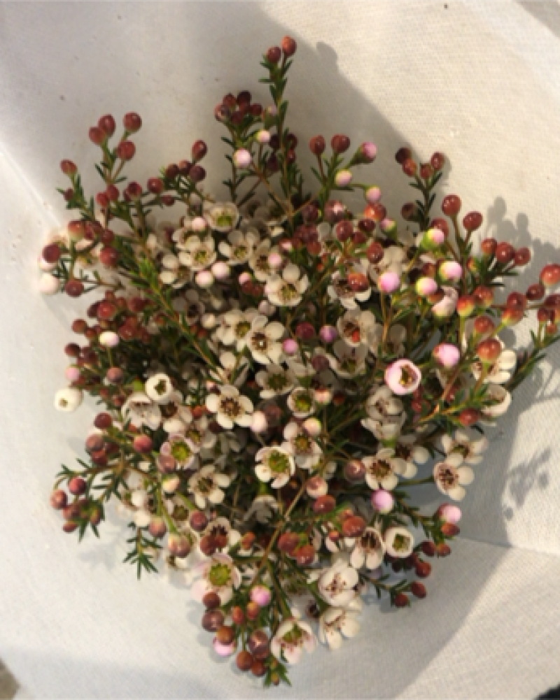 平头澳洲腊梅鲜切花原色吸色腊梅颜色齐全昆明基地直发