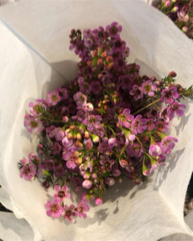 平头澳洲腊梅鲜切花原色吸色腊梅颜色齐全昆明基地直发