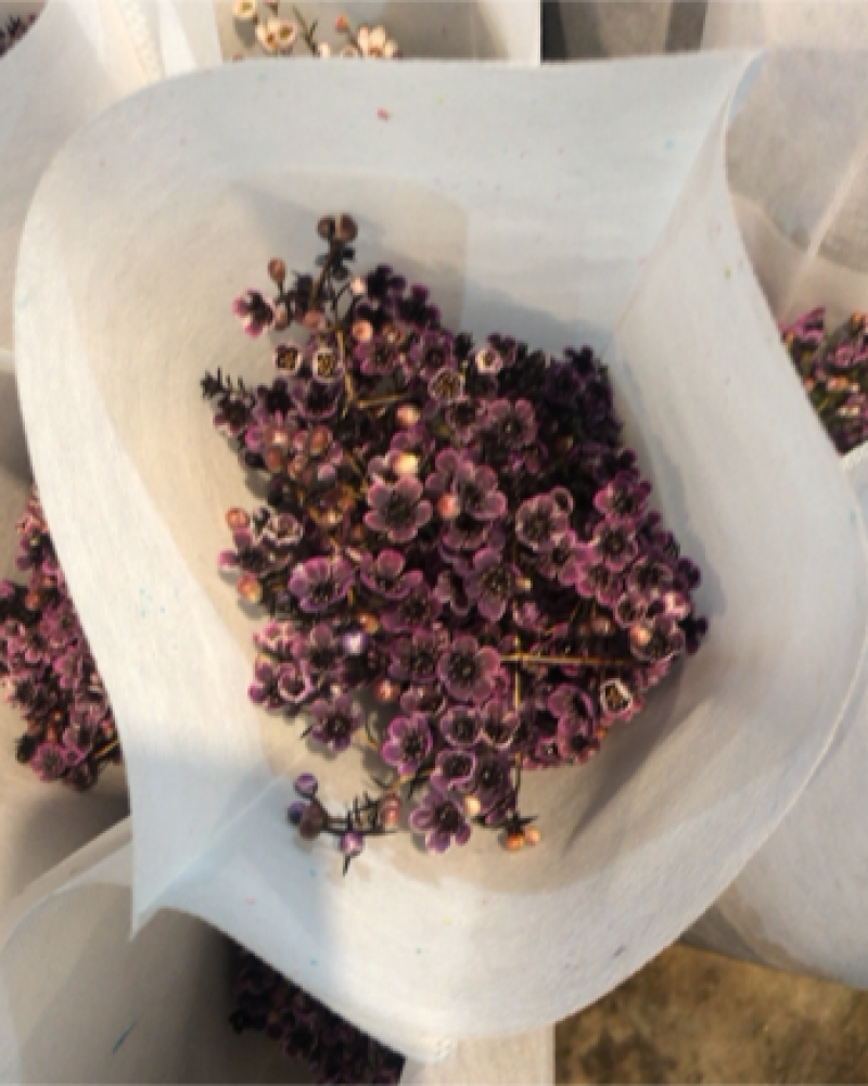 平头澳洲腊梅鲜切花原色吸色腊梅颜色齐全昆明基地直发