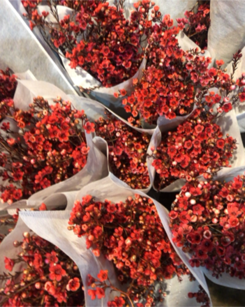 平头澳洲腊梅鲜切花原色吸色腊梅颜色齐全昆明基地直发