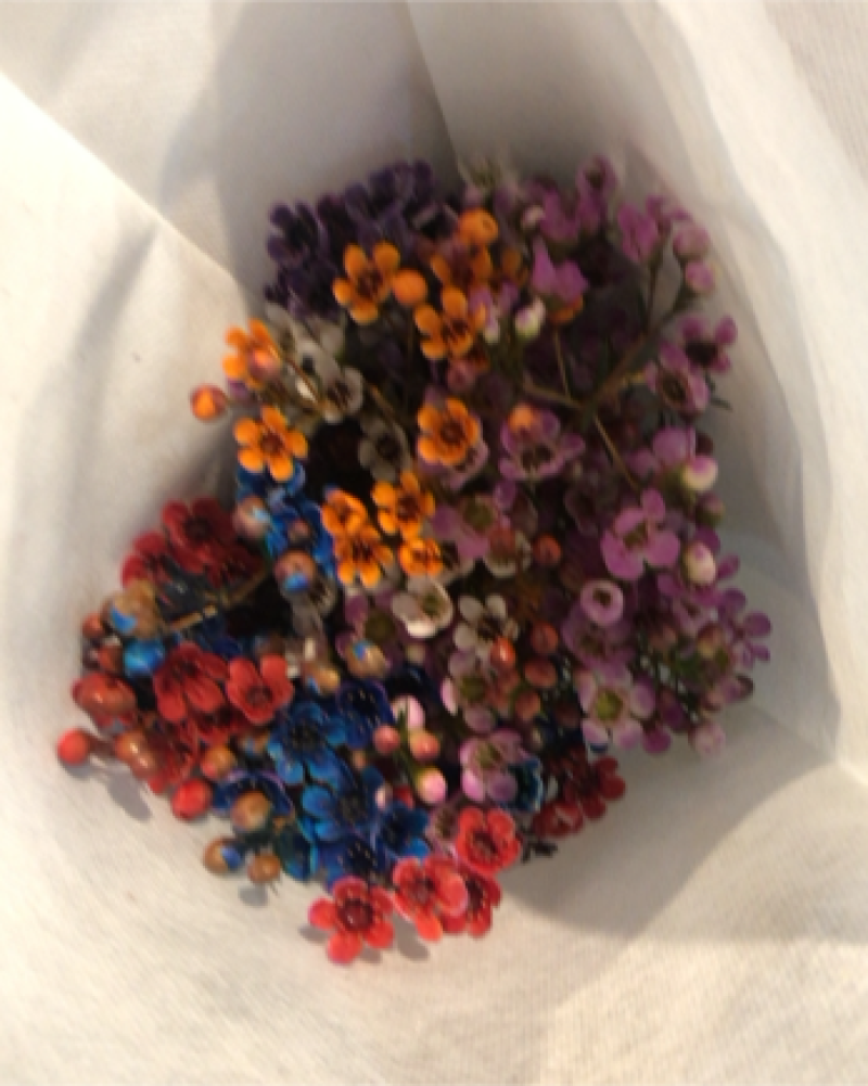 平头澳洲腊梅鲜切花原色吸色腊梅颜色齐全昆明基地直发