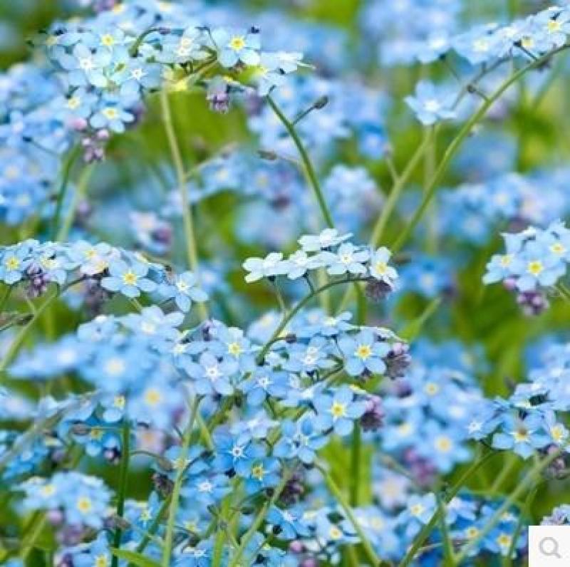 多年生切花勿忘我种子四季易种室内盆栽观赏植物花卉种籽子