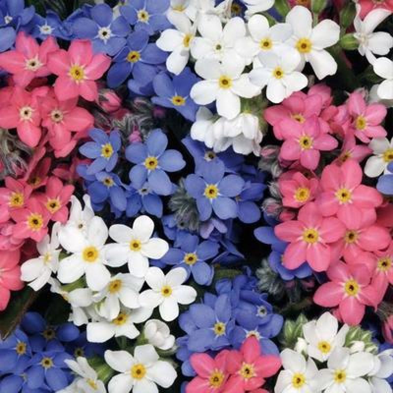 多年生切花勿忘我种子四季易种室内盆栽观赏植物花卉种籽子