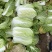大白菜，黄心白菜净菜毛菜，对接市场，电商团购