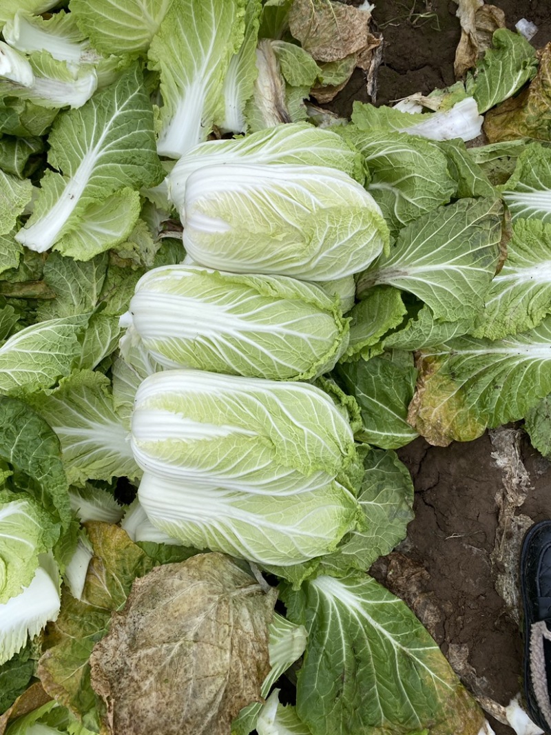 大白菜，黄心白菜净菜毛菜，对接市场，电商团购