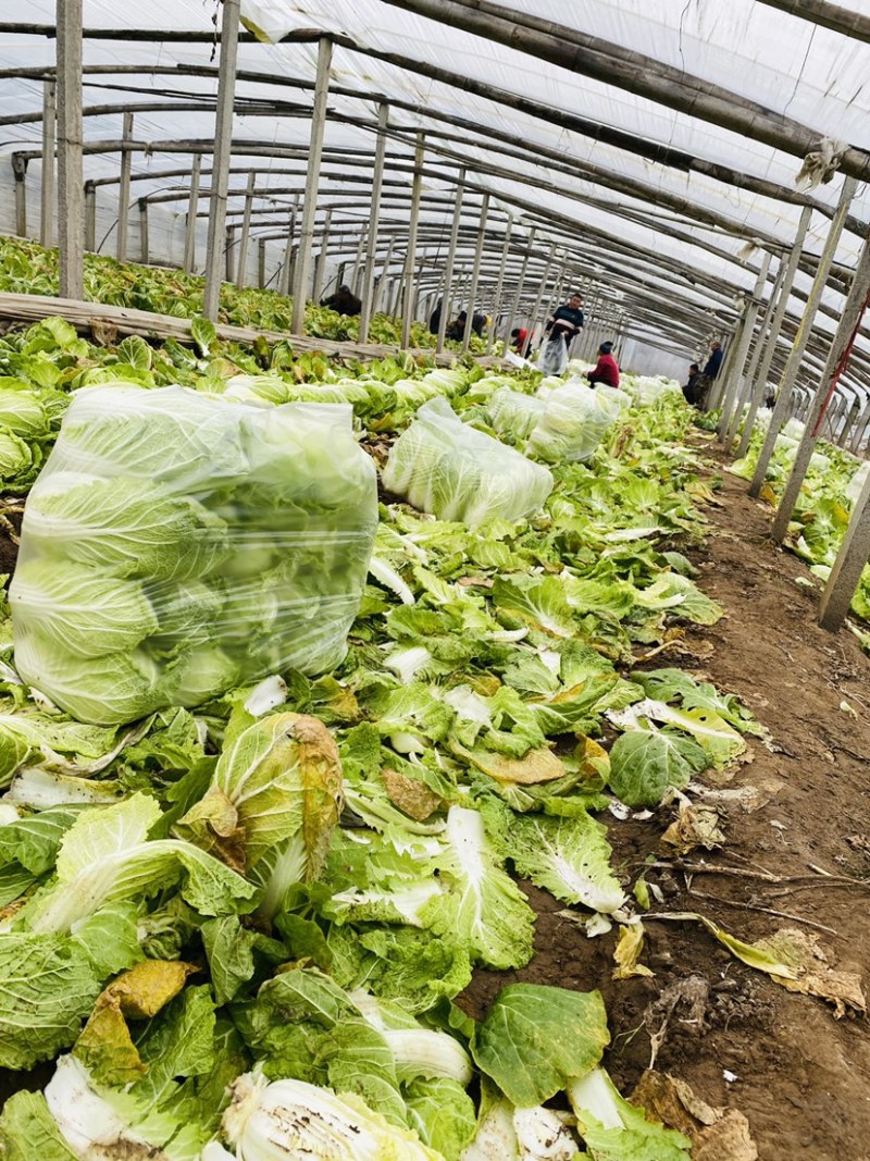 大白菜，黄心白菜净菜毛菜，对接市场，电商团购