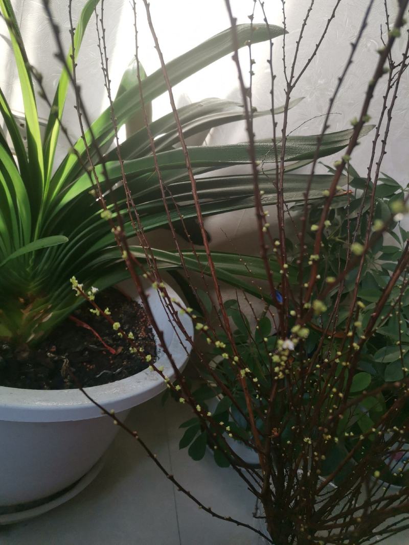 雪柳干枝雪柳珍珠绣线菊产地直发支持一件代