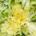 大白菜，黄心白菜净菜毛菜，对接市场，电商团购