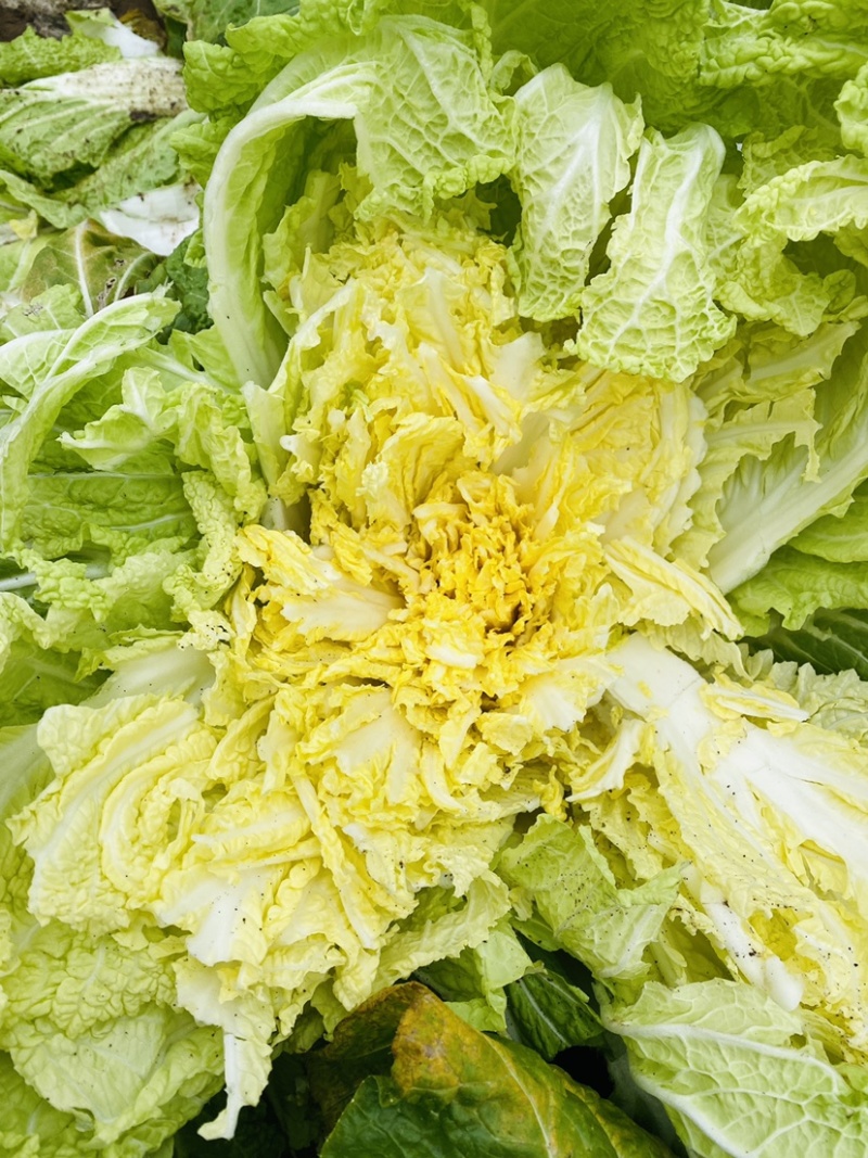大白菜，黄心白菜净菜毛菜，对接市场，电商团购