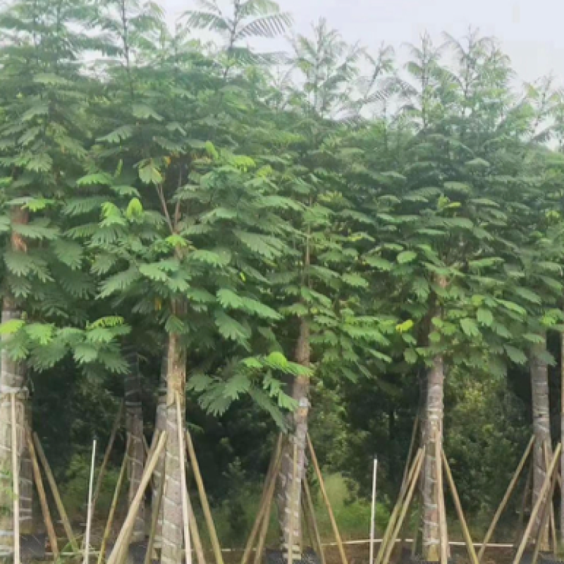 南洋楹，各种规格齐全