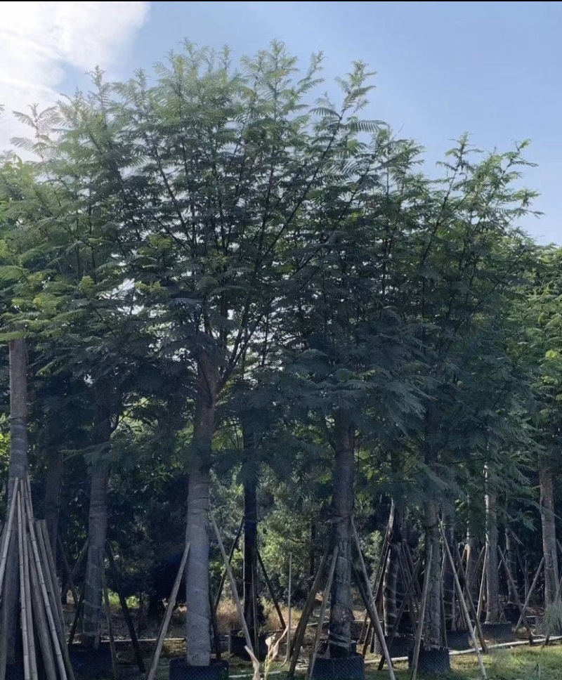 南洋楹，各种规格齐全