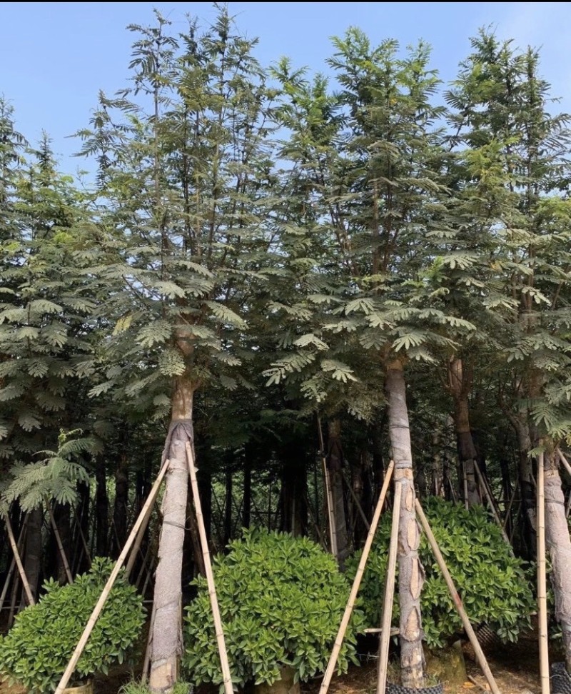 南洋楹，各种规格齐全