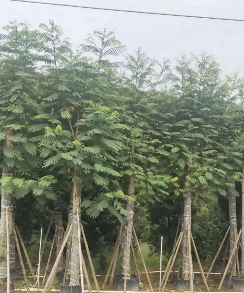 南洋楹，各种规格齐全