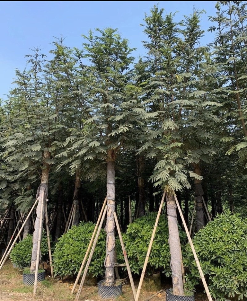 南洋楹，各种规格齐全