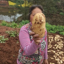 四川自贡精品土豆黄皮黄心现挖希森三六号荷兰费乌红沙土豆