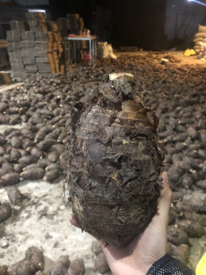 正宗荔浦芋头，一件代发，整车发货，产地优质货源