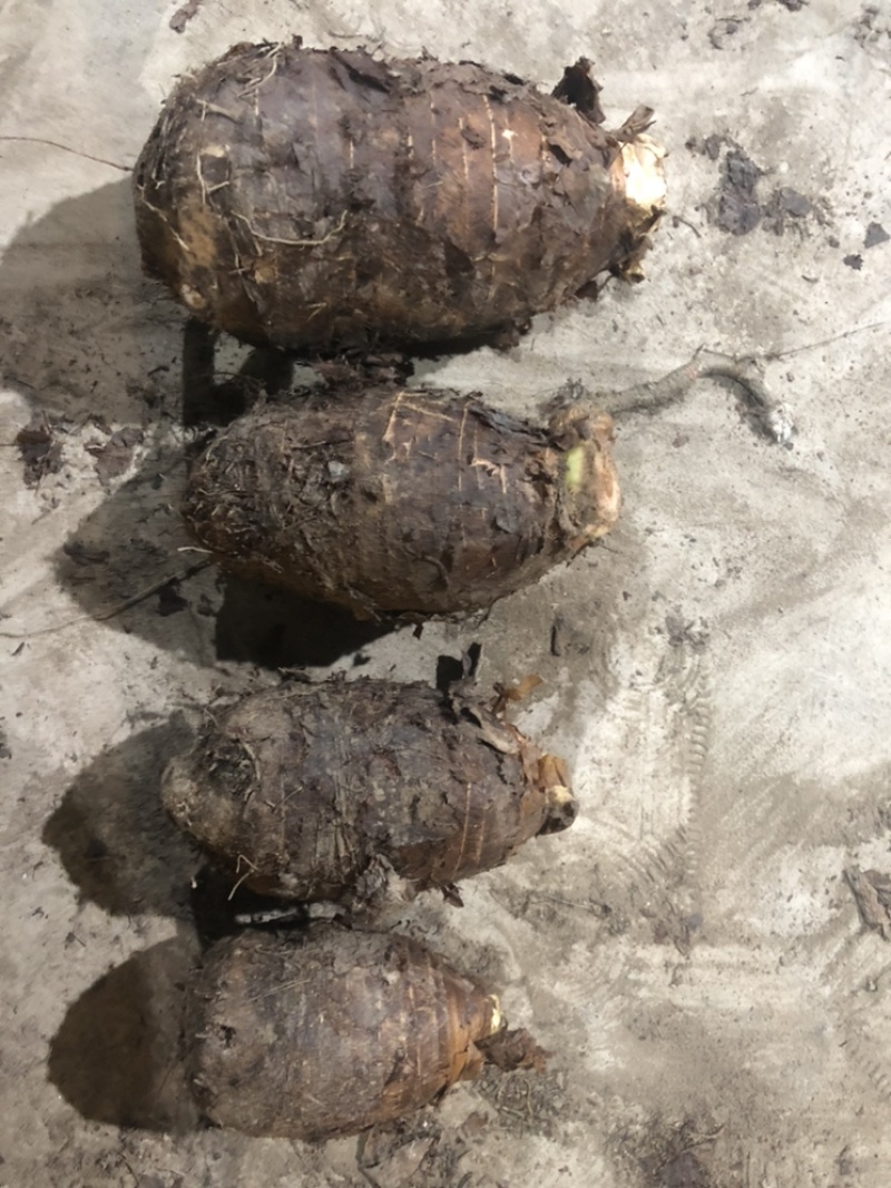 正宗荔浦芋头，一件代发，整车发货，产地优质货源