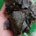 苦丁苦丁茶小叶苦丁茶大叶苦丁茶农副产品