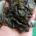 苦丁苦丁茶小叶苦丁茶大叶苦丁茶农副产品