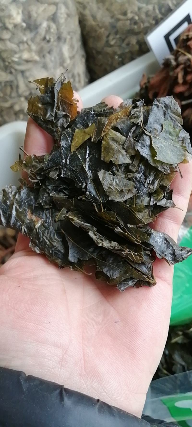苦丁苦丁茶小叶苦丁茶大叶苦丁茶农副产品