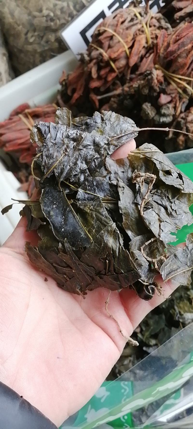 苦丁苦丁茶小叶苦丁茶大叶苦丁茶农副产品