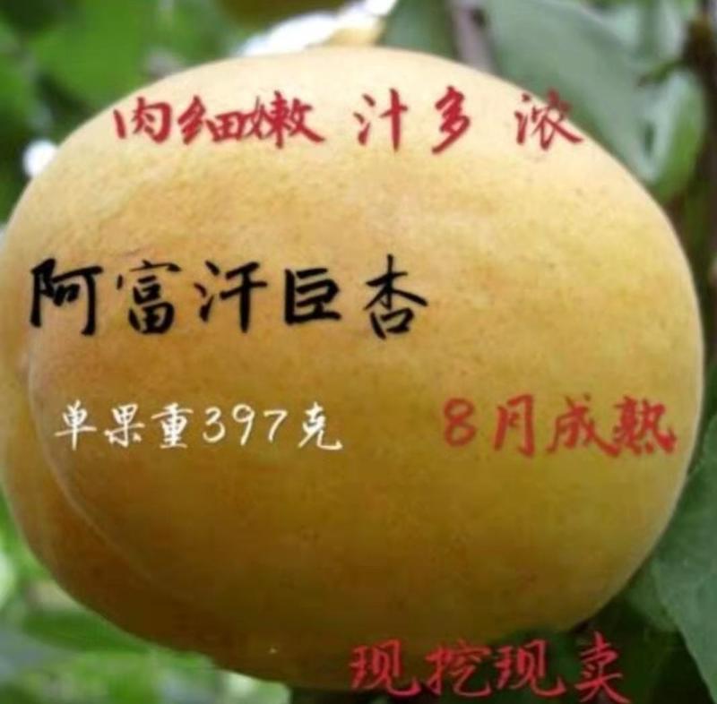 晚熟杏树新品种阿富汉巨杏树苗荷兰香树上干单果重397克