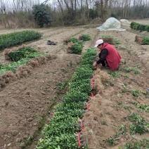 大叶黄杨，河南省潢川县花木之乡潢川县友好苗圃花木基地