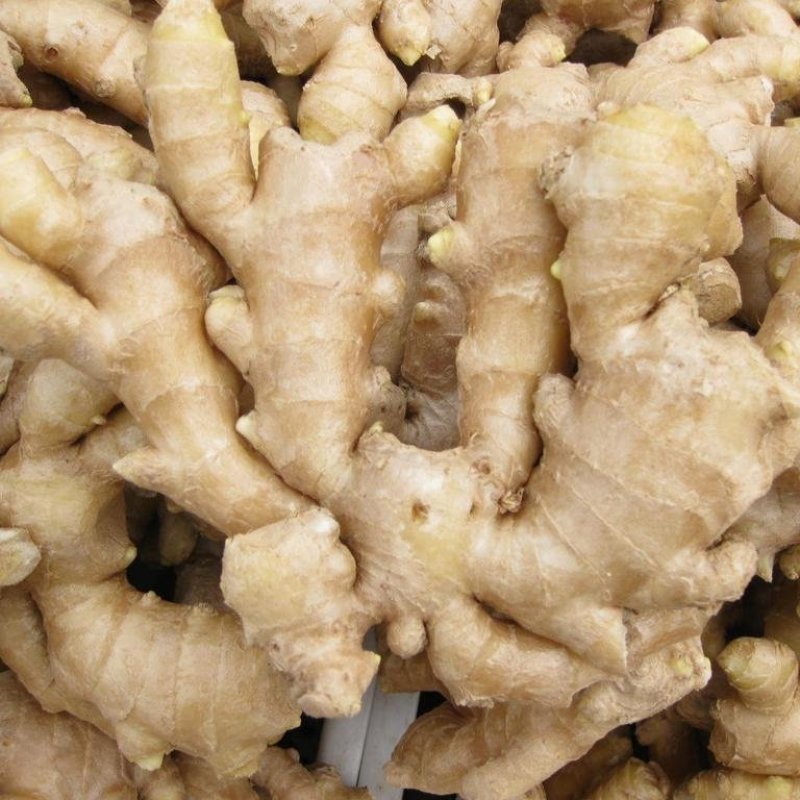 江苏大黄姜精品生姜基地直供诚信经营有意者电话请联