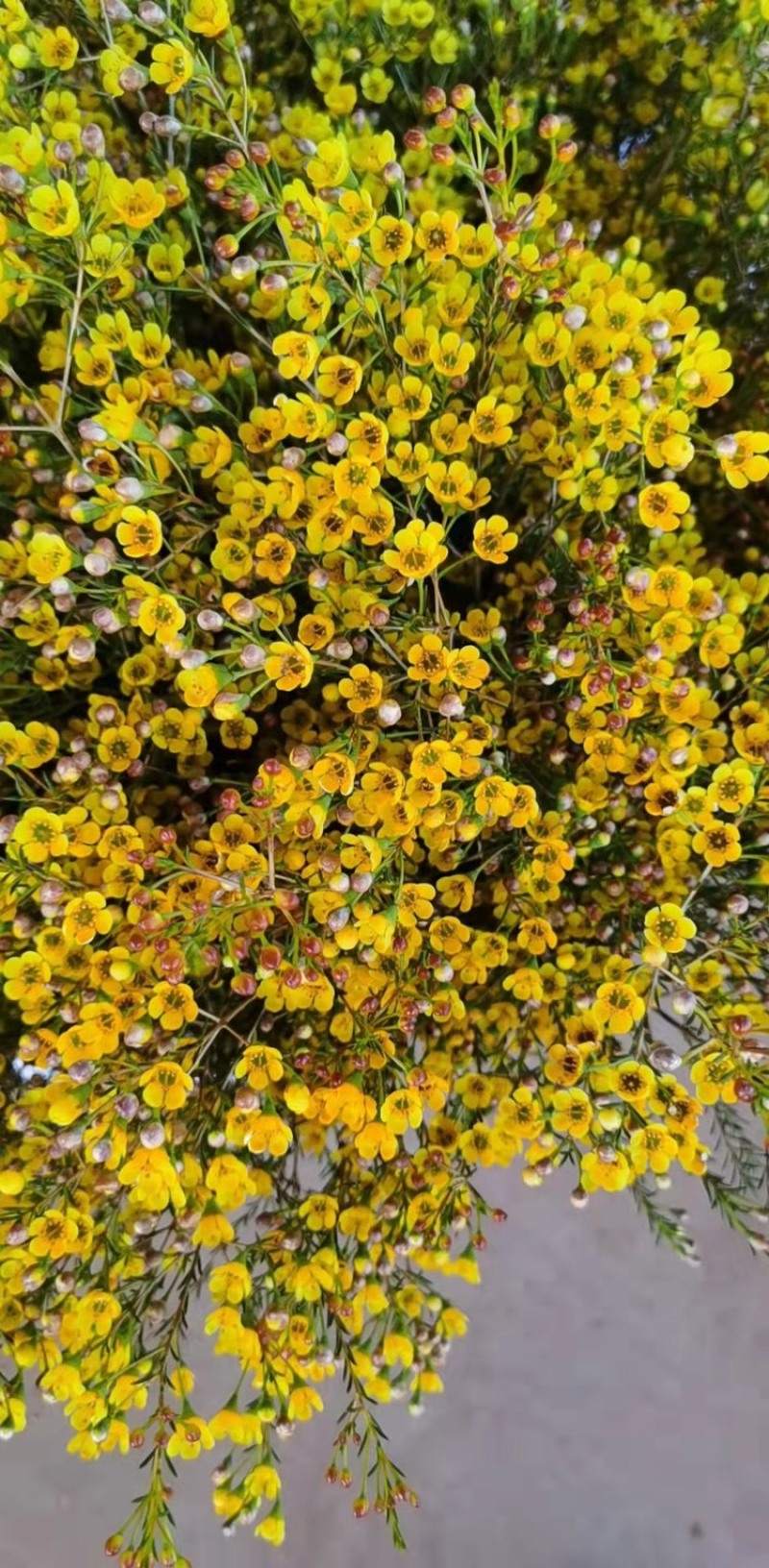 平头澳洲腊梅鲜切花原色吸色腊梅颜色齐全昆明基地直发