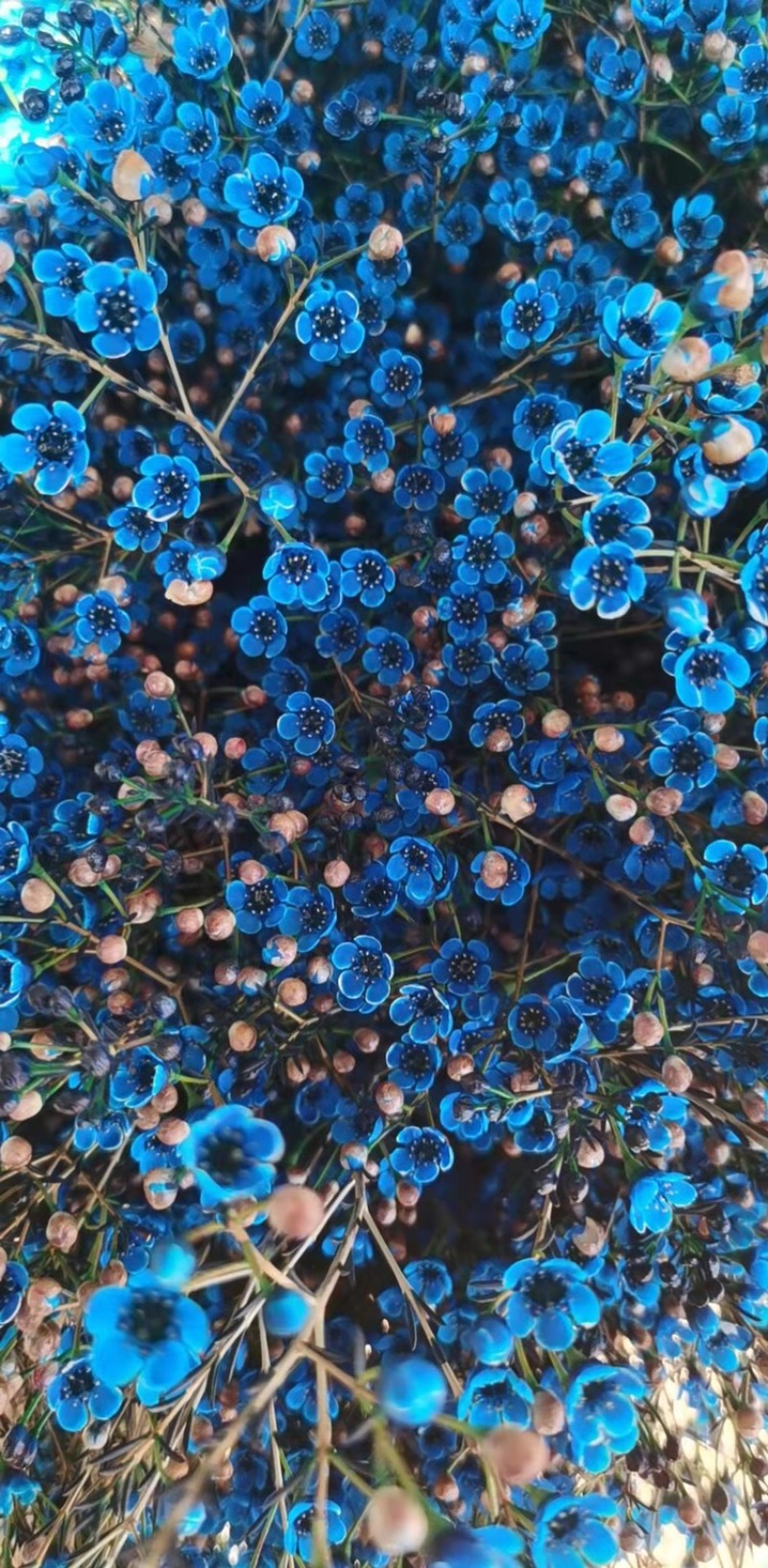 平头澳洲腊梅鲜切花原色吸色腊梅颜色齐全昆明基地直发