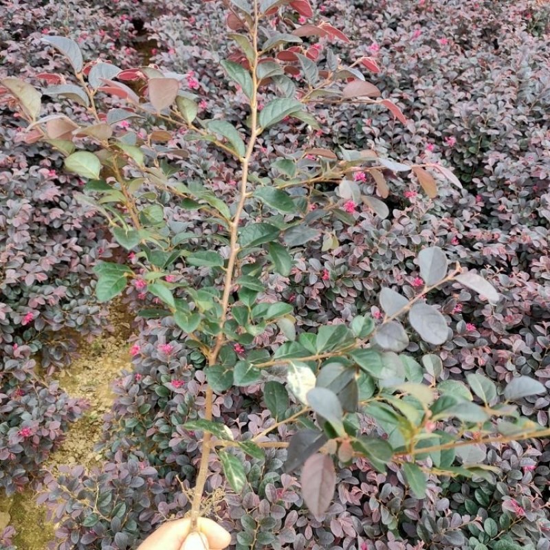 红花檵木，红花檵木(树桩，球)河南红花继木基地直销