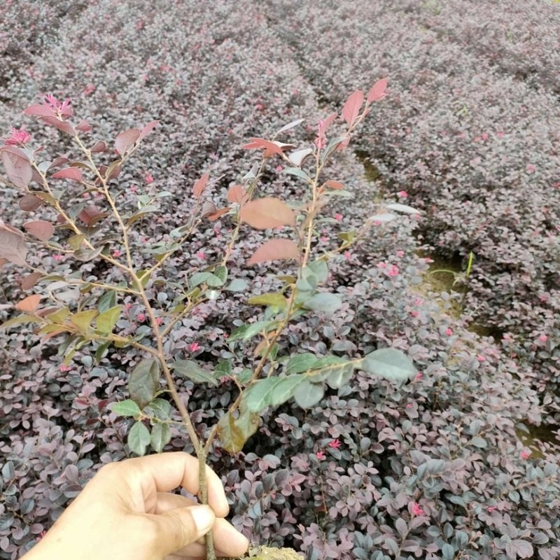 红花檵木，红花檵木(树桩，球)河南红花继木基地直销
