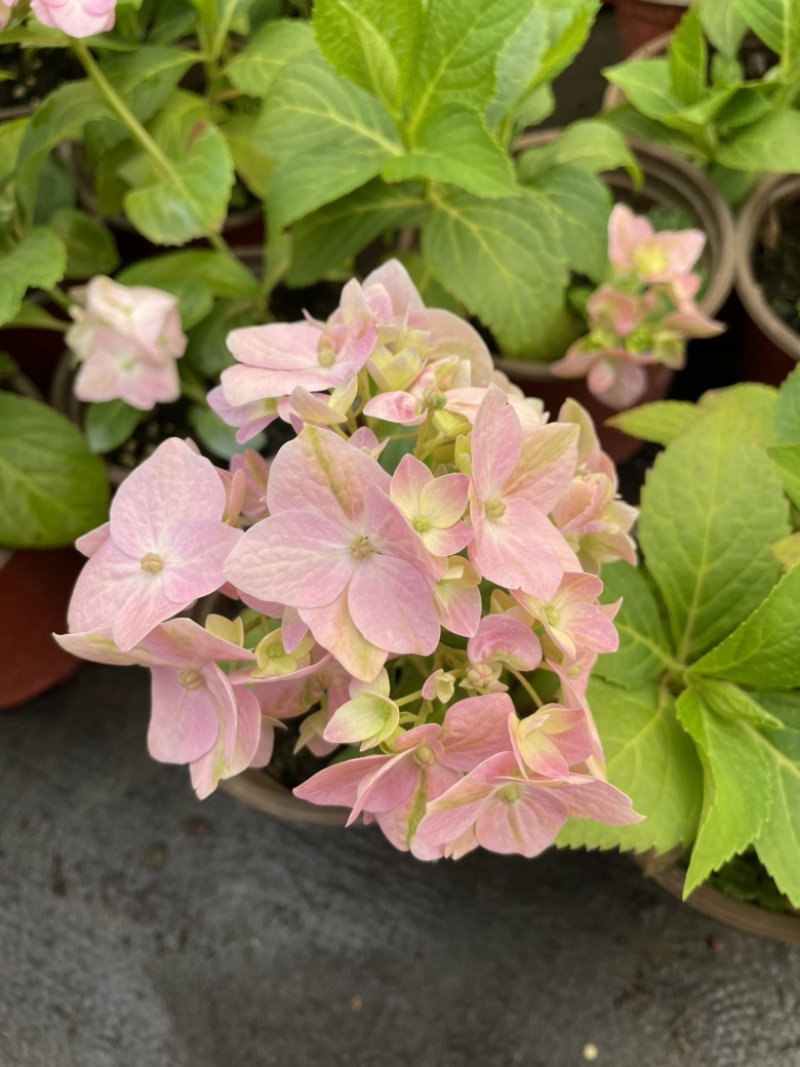 八仙花云南货也是绣球花开花一团好看常绿植物