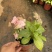 八仙花云南货也是绣球花开花一团好看常绿植物