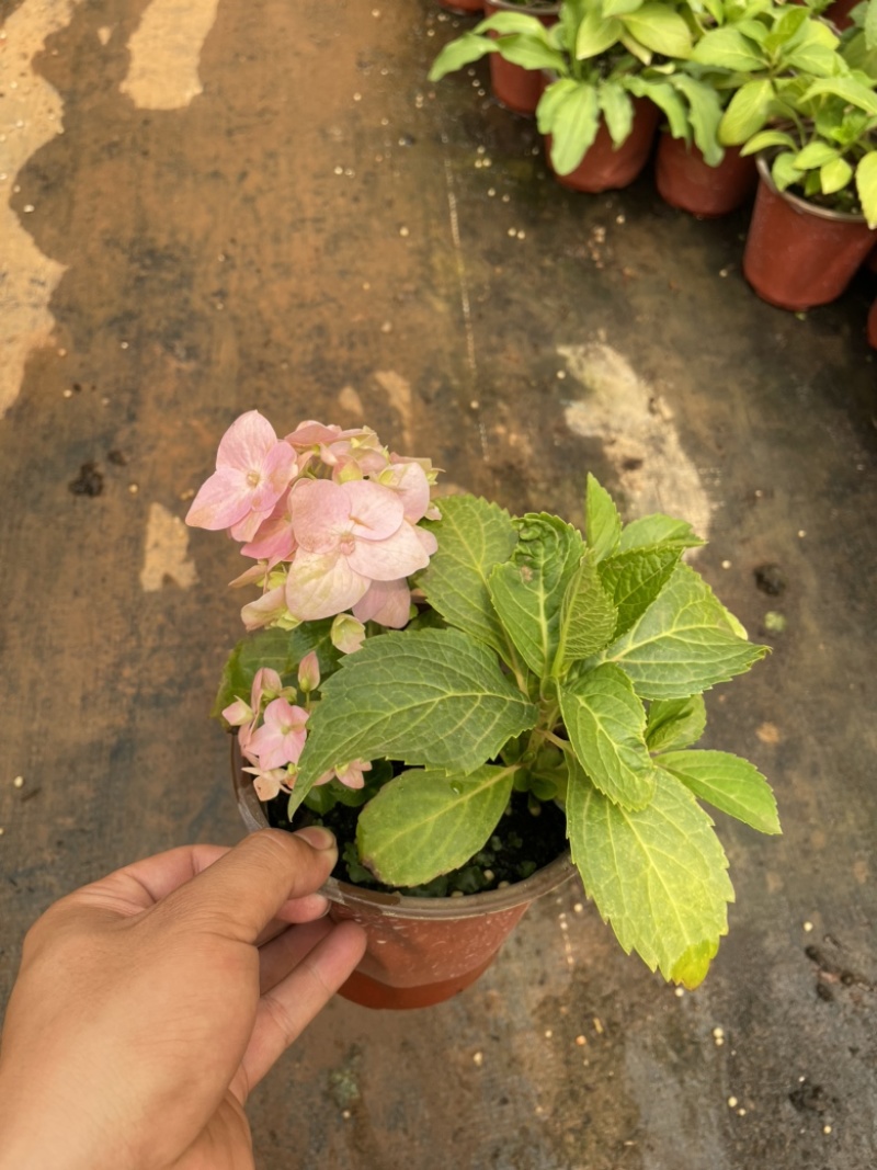 八仙花云南货也是绣球花开花一团好看常绿植物