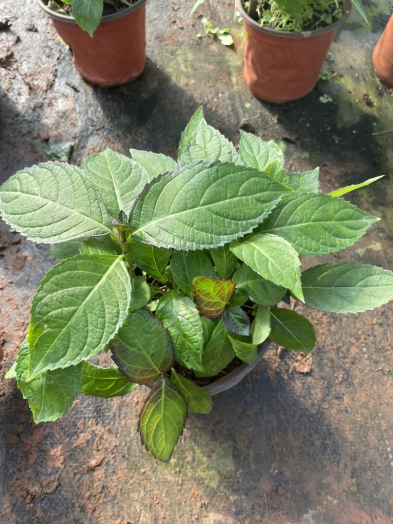 八仙花云南货也是绣球花开花一团好看常绿植物