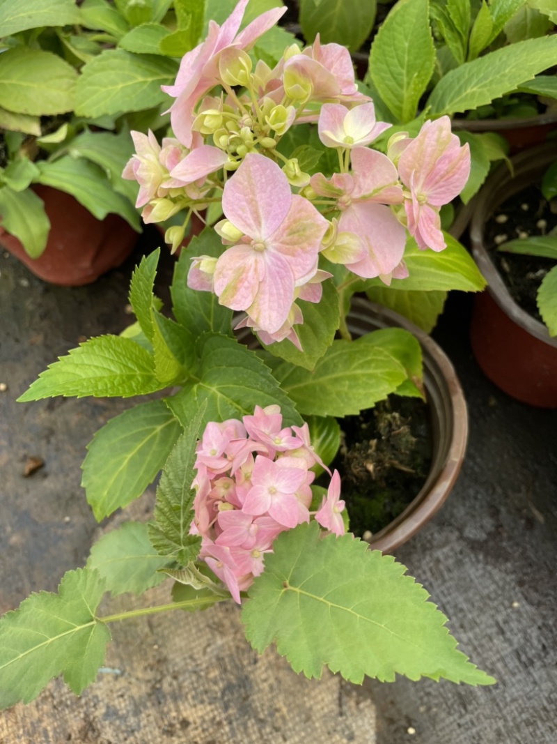 八仙花云南货也是绣球花开花一团好看常绿植物