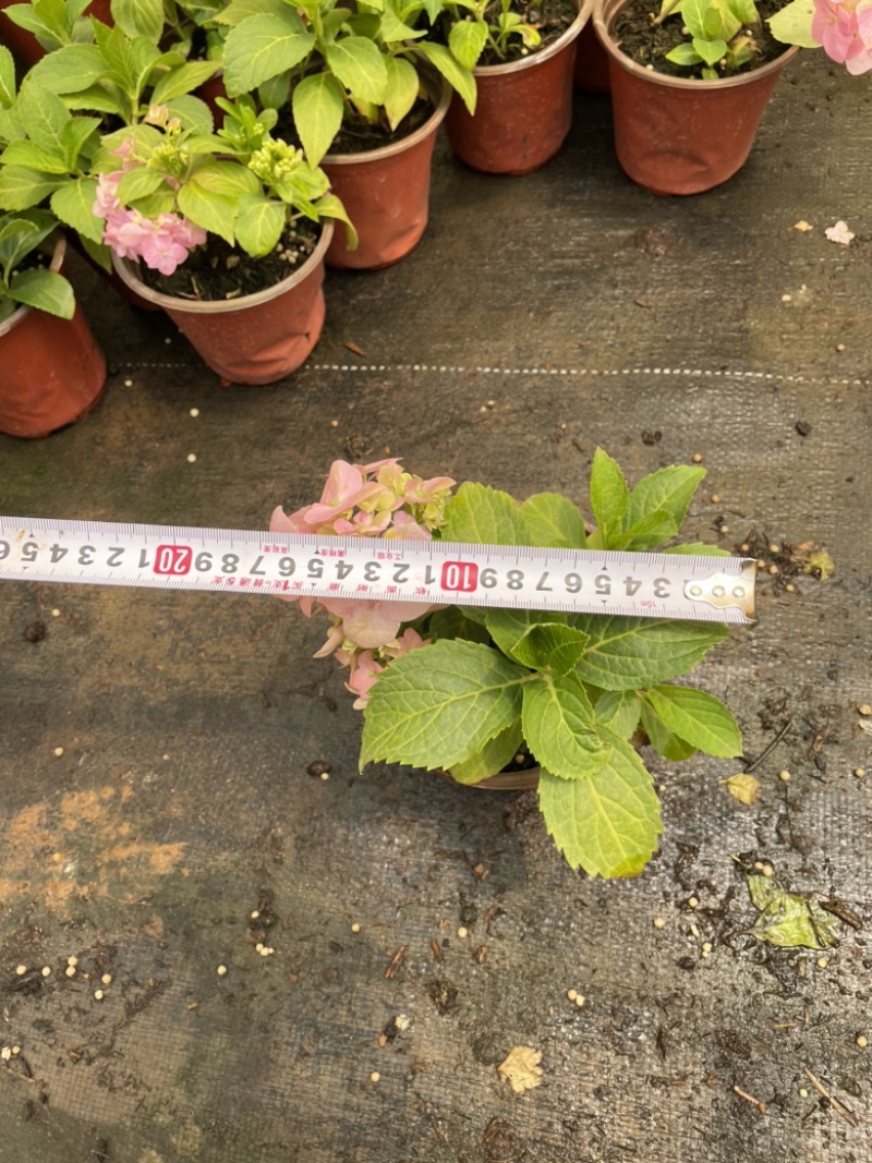 八仙花云南货也是绣球花开花一团好看常绿植物