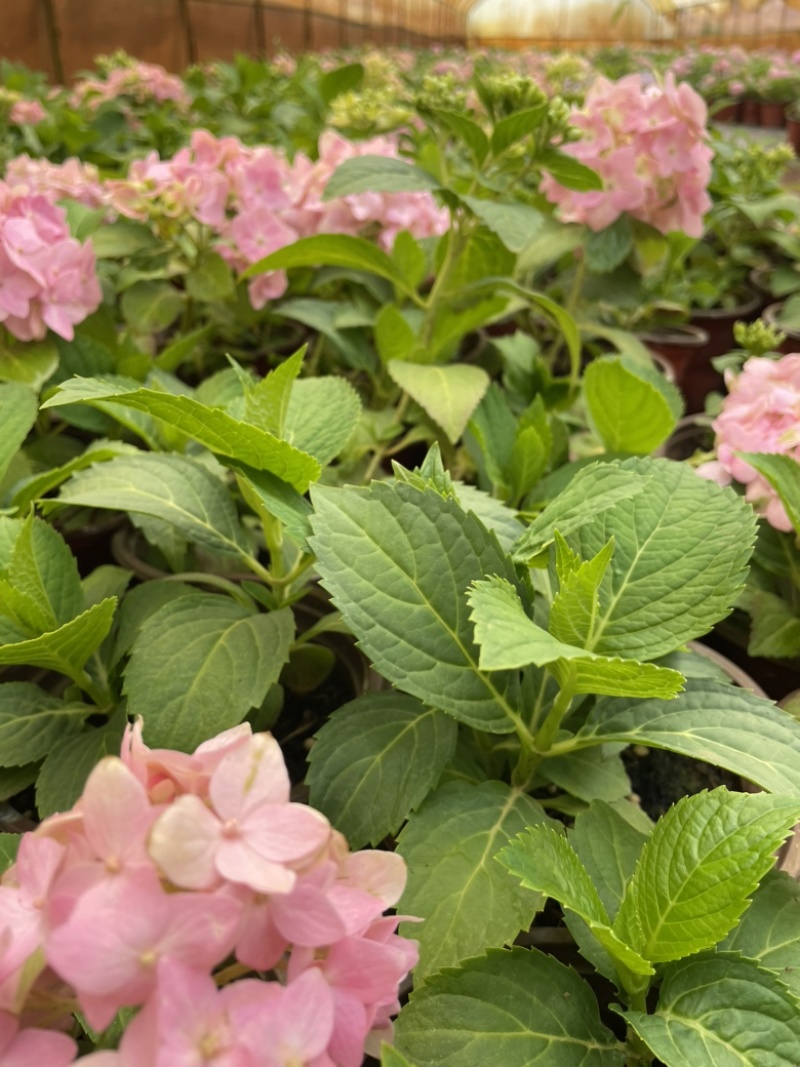 八仙花云南货也是绣球花开花一团好看常绿植物