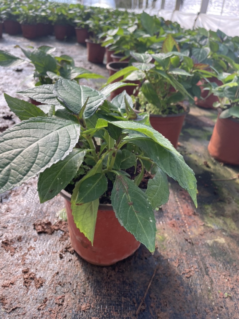 八仙花云南货也是绣球花开花一团好看常绿植物