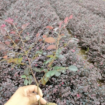 红花檵木，红花檵木(树桩，球)河南红花继木基地直销