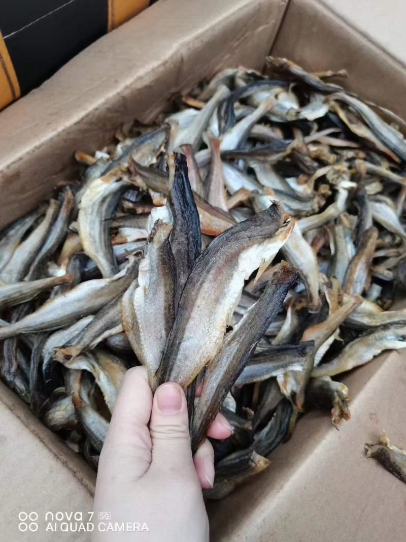 [推选]小龙鱼，大量现货需要联系价格美丽