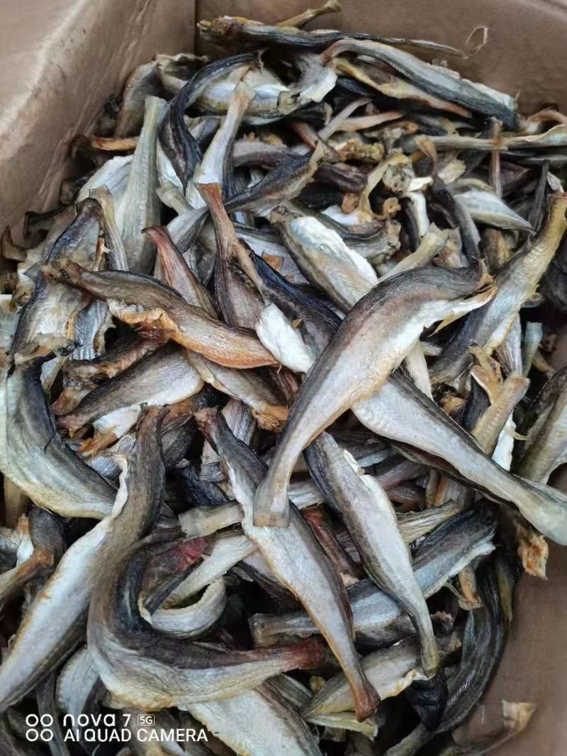 [推选]小龙鱼，大量现货需要联系价格美丽